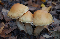 Cortinarius triumphans