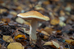 Cortinarius triumphans