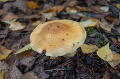 Cortinarius triumphans