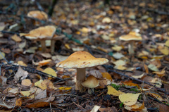Cortinarius triumphans