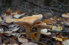 Cortinarius triumphans