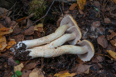 Cortinarius triumphans