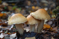 Cortinarius triumphans