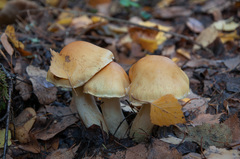 Cortinarius triumphans