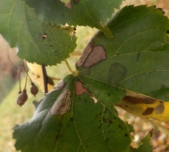 Phyllonorycter