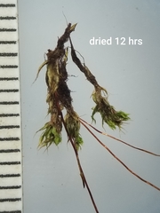 Ptychostomum creberrimum