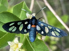 Amata miozona