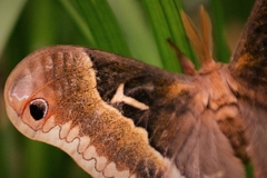 Callosamia angulifera