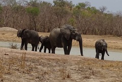 Loxodonta