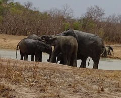 Loxodonta