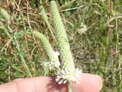 Dalea albiflora
