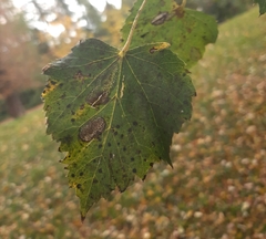 Phyllonorycter