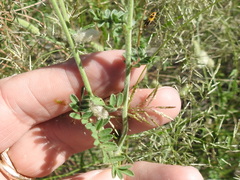Dalea albiflora