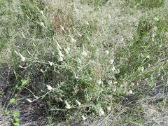 Dalea albiflora