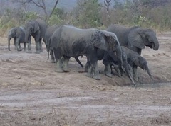 Loxodonta