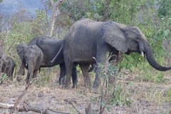Loxodonta