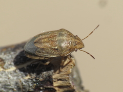 Neottiglossa bifida
