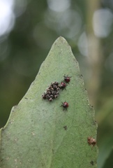 Brontocoris nigrolimbatus