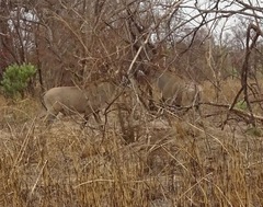 Hippotragus equinus koba