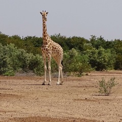 Giraffa camelopardalis peralta