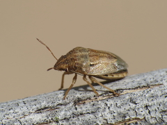 Neottiglossa bifida
