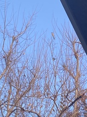 Aphelocoma californica