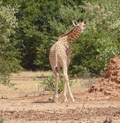 Giraffa camelopardalis peralta