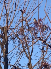 Aphelocoma californica