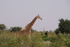 Giraffa camelopardalis peralta