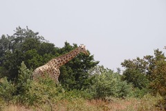 Giraffa camelopardalis peralta