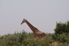 Giraffa camelopardalis peralta