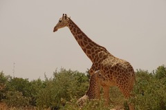 Giraffa camelopardalis peralta