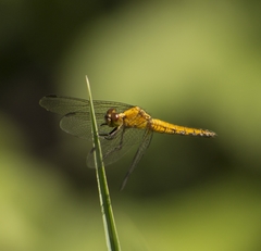 Erythrodiplax connata