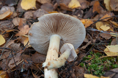Cortinarius triumphans