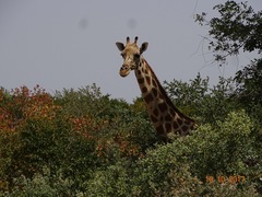 Giraffa camelopardalis peralta
