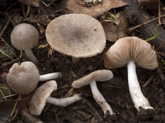 Coprinopsis melanthina