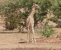 Giraffa camelopardalis peralta