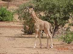 Giraffa camelopardalis peralta