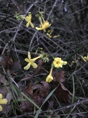 Jasminum nudiflorum