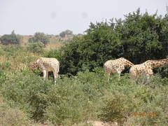 Giraffa camelopardalis peralta