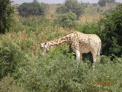 Giraffa camelopardalis peralta