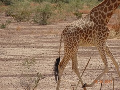 Giraffa camelopardalis peralta