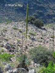 Dasylirion parryanum