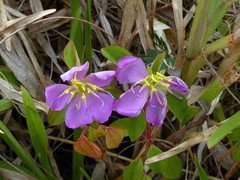 Dissotis decumbens