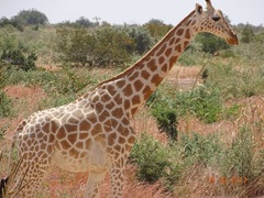 Giraffa camelopardalis peralta