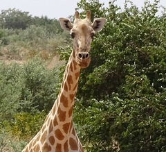 Giraffa camelopardalis peralta