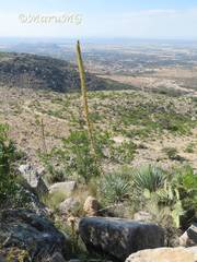 Dasylirion parryanum