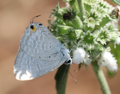 Catochrysops strabo strabo