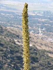 Dasylirion parryanum