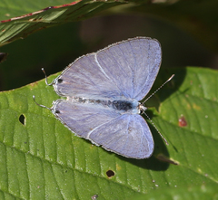 Catochrysops strabo strabo